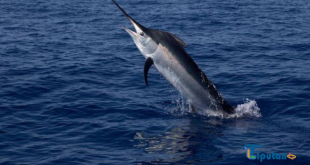 Duka Wali Kota Italia atas Warganya yang Tewas Tertusuk Ikan di Mentawai