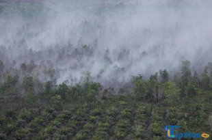 Kemarau Basah Diprediksi, Target Karhutla 2025 Minimal Sama Rendahnya Seperti 2022