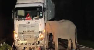Viral Anak Gajah Tewas Tertabrak Truk, Sang Induk Setia Menemani dan Tak Mau Beranjak