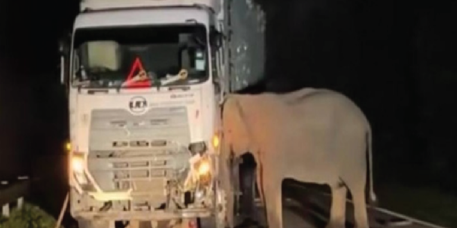 Viral Anak Gajah Tewas Tertabrak Truk, Sang Induk Setia Menemani dan Tak Mau Beranjak