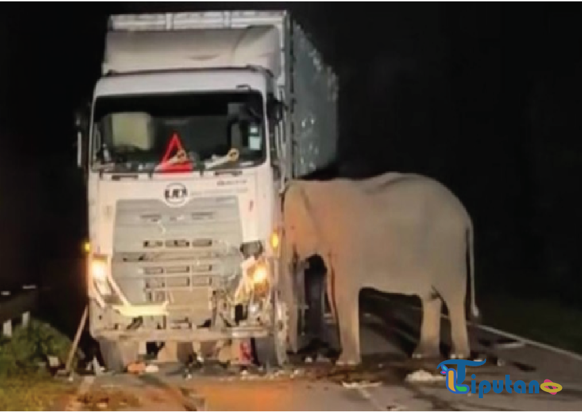 Viral Anak Gajah Tewas Tertabrak Truk, Sang Induk Setia Menemani dan Tak Mau Beranjak