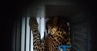 Macan Tutul Kabur dari Lembang Park & Zoo, Pengelola Akui Kandang Dijebol