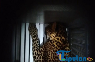 Macan Tutul Kabur dari Lembang Park & Zoo, Pengelola Akui Kandang Dijebol