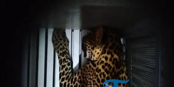 Macan Tutul Kabur dari Lembang Park & Zoo, Pengelola Akui Kandang Dijebol