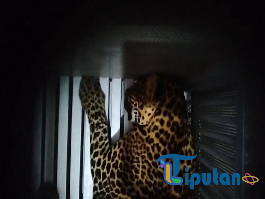 Macan Tutul Kabur dari Lembang Park & Zoo, Pengelola Akui Kandang Dijebol
