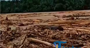 Banjir di Sumut Hanyutkan Kayu Gelondongan, Bobby Angkat Bicara