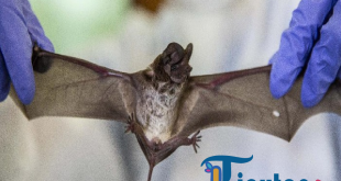 Wabah Virus Nipah di India, IDAI Sebut Kelompok Paling Rentan