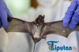 Wabah Virus Nipah di India, IDAI Sebut Kelompok Paling Rentan