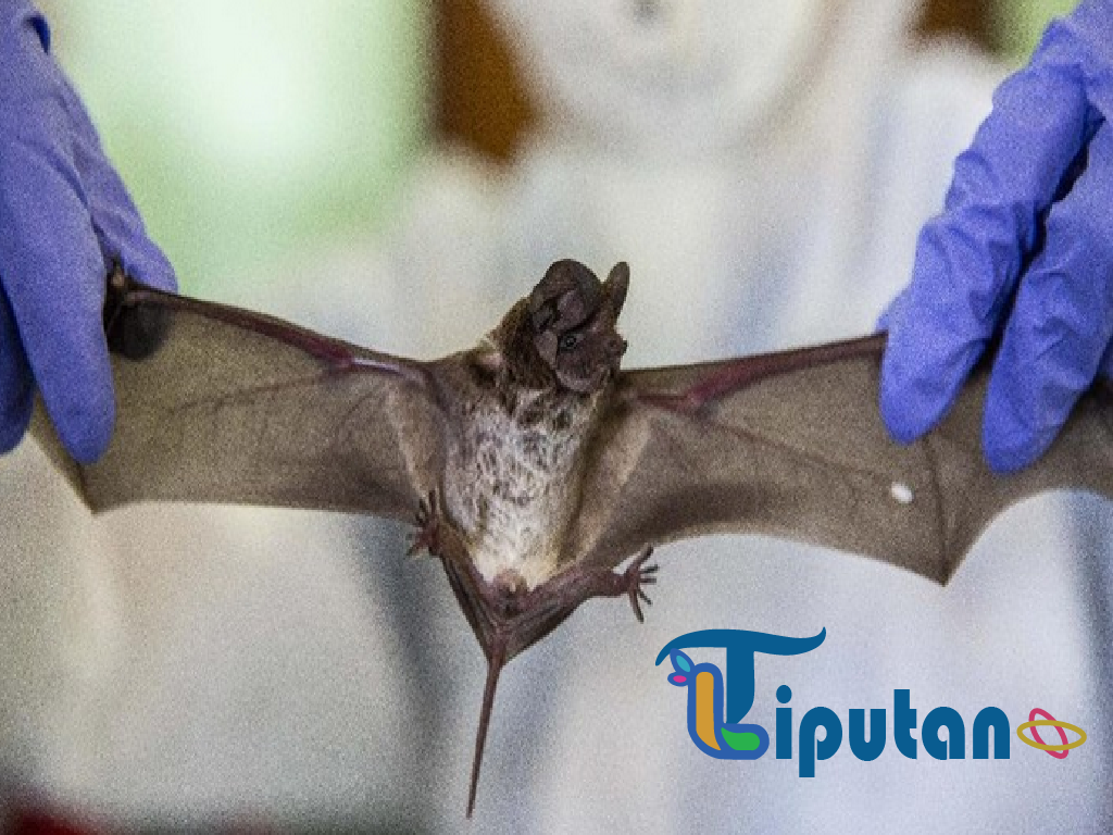Wabah Virus Nipah di India, IDAI Sebut Kelompok Paling Rentan