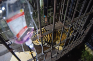 Anak Harimau Sumatera Terjebak Jerat Babi, Dievakuasi BKSDA